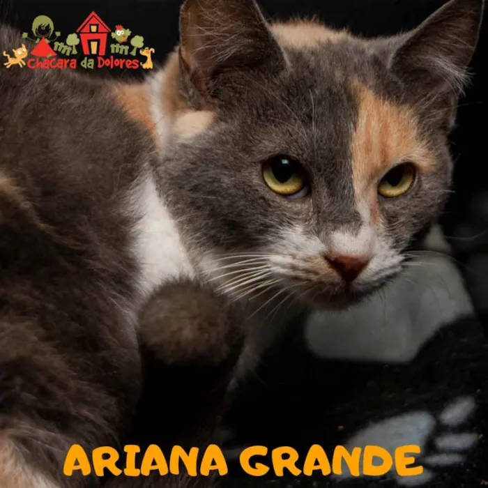 Gato ra a SRD idade 2 a 6 meses nome ARIANA GRANDE