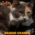 ARIANA GRANDE