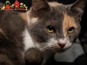 Gato raça SRD idade 2 a 6 meses nome ARIANA GRANDE