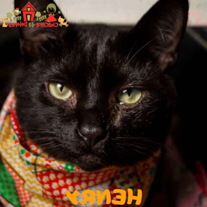 Gato raça SRD idade 1 ano nome HENRY