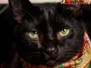 Gato raça SRD idade 1 ano nome HENRY