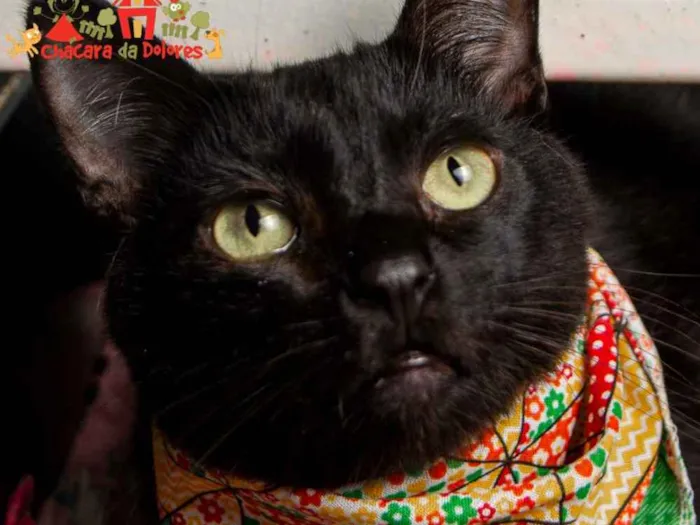 Gato raça SRD idade 1 ano nome CLARICE