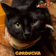 GORDUCHA