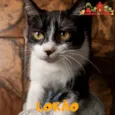 Gato raça SRD idade 1 ano nome LOKÃO
