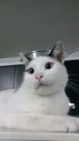 Bart