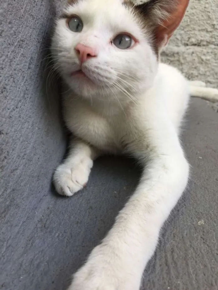 Gato ra a SRD idade 2 anos nome Bart