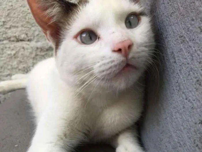 Gato ra a SRD idade 2 anos nome Bart