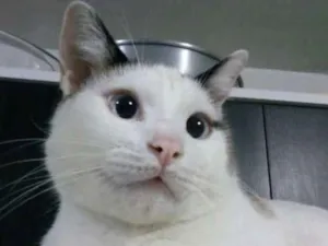 Gato raça SRD idade 2 anos nome Bart