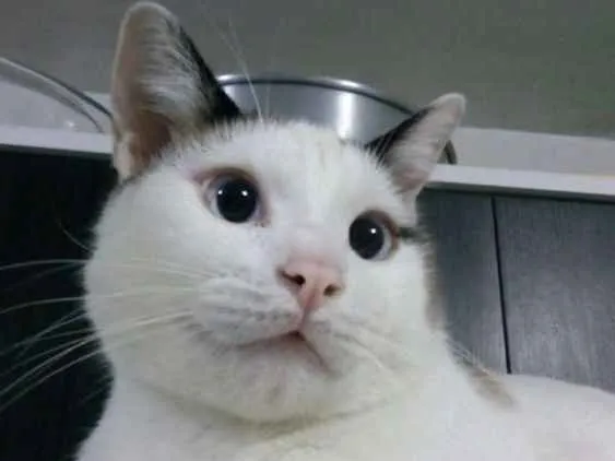 Gato ra a SRD idade 2 anos nome Bart