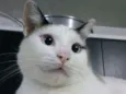 Bart