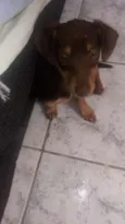 Cachorro raça Pinscher com poodle idade 2 a 6 meses nome Ted