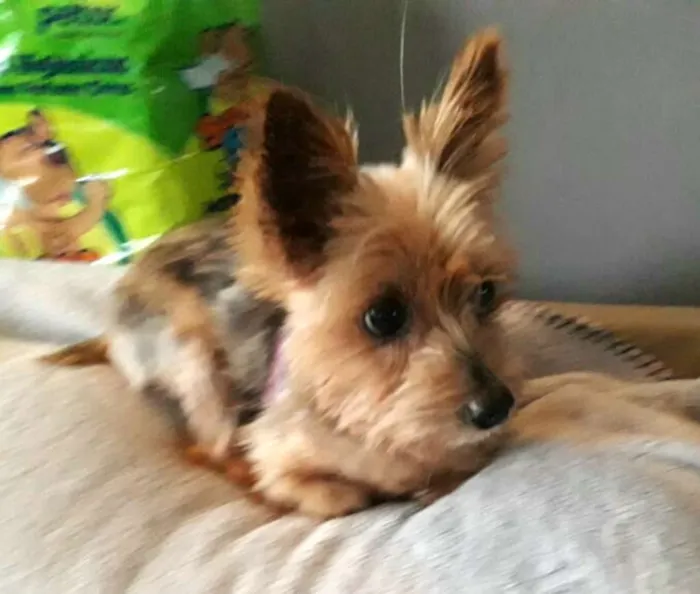 Cachorro ra a Yorkshire  idade 3 anos nome Nicki