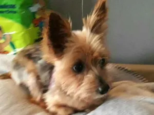 Cachorro raça Yorkshire  idade 3 anos nome Nicki