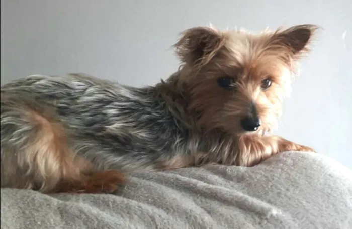 Cachorro ra a Yorkshire  idade 3 anos nome Nicki