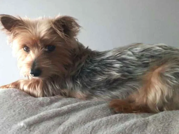 Cachorro ra a Yorkshire  idade 3 anos nome Nicki