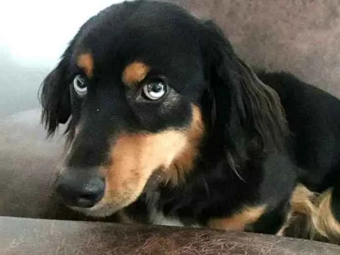 Cachorro ra a  idade 5 anos nome Bartho e Lilica 