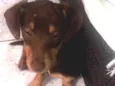 Cachorro raça Pinscher com poodle idade 2 a 6 meses nome Ted