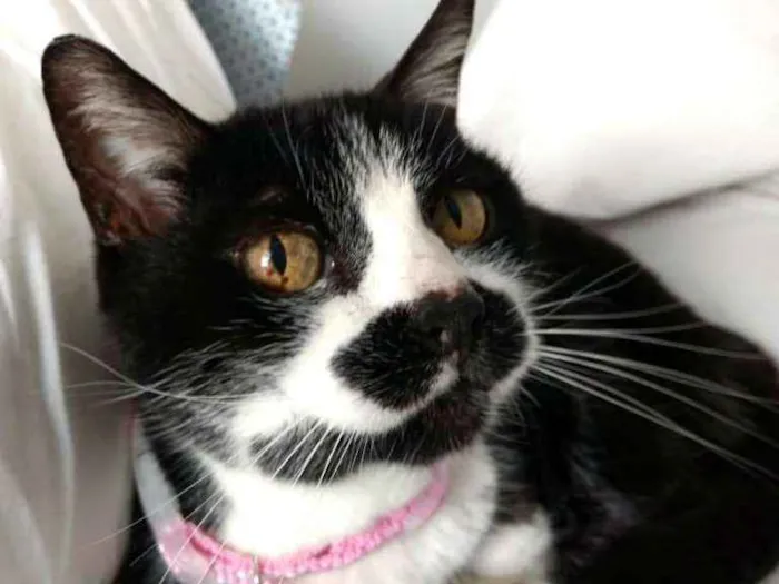 Gato ra a  idade 4 anos nome Luna 