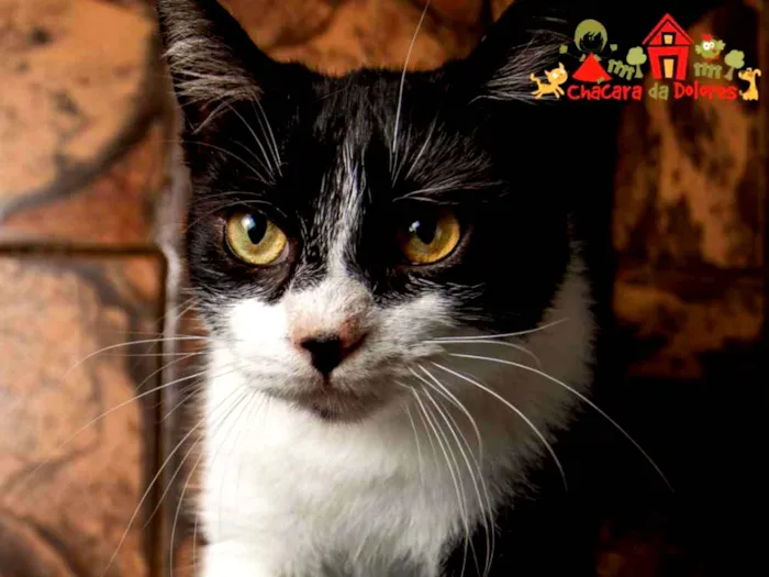 Gato raça SRD idade 1 ano nome LOKÃO