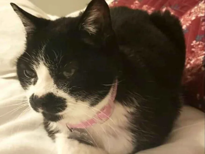 Gato ra a  idade 4 anos nome Luna 