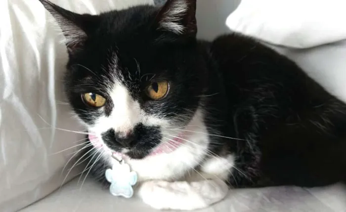 Gato ra a  idade 4 anos nome Luna 