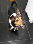 Bisnaguinha 
