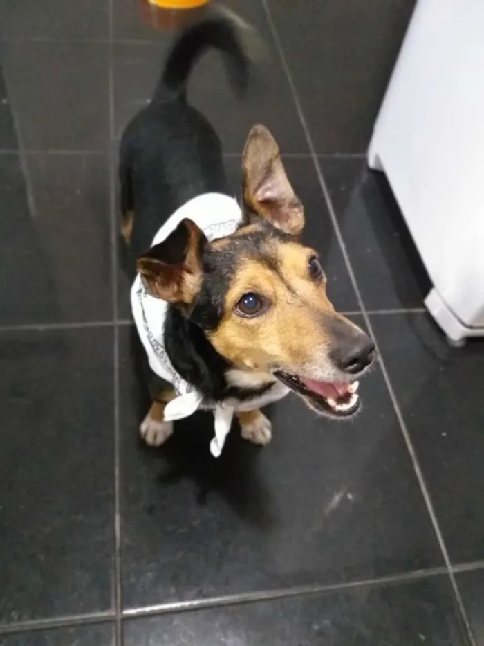 Cachorro ra a  idade 4 anos nome Bisnaguinha 