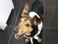 Bisnaguinha 