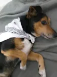 Bisnaguinha 