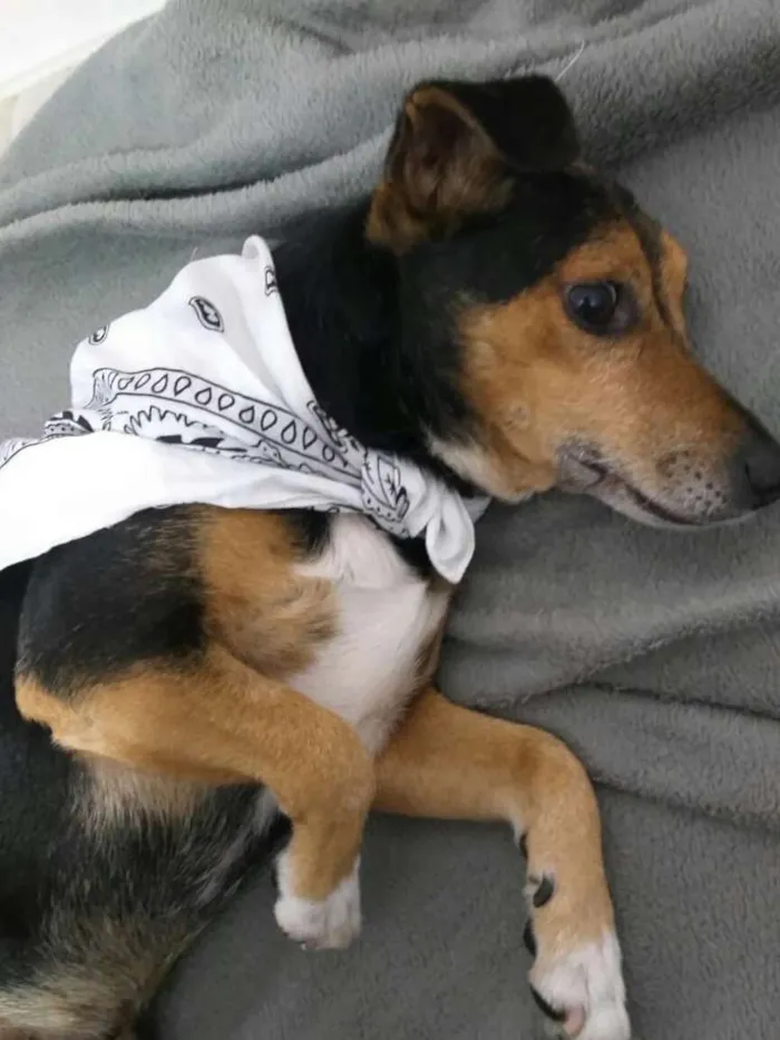 Cachorro ra a  idade 4 anos nome Bisnaguinha 