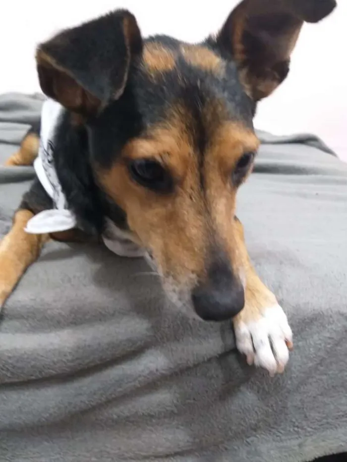 Cachorro ra a  idade 4 anos nome Bisnaguinha 