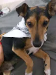 Bisnaguinha 