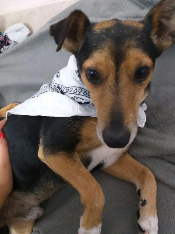 Cachorro ra a  idade 4 anos nome Bisnaguinha 