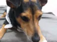 Bisnaguinha 
