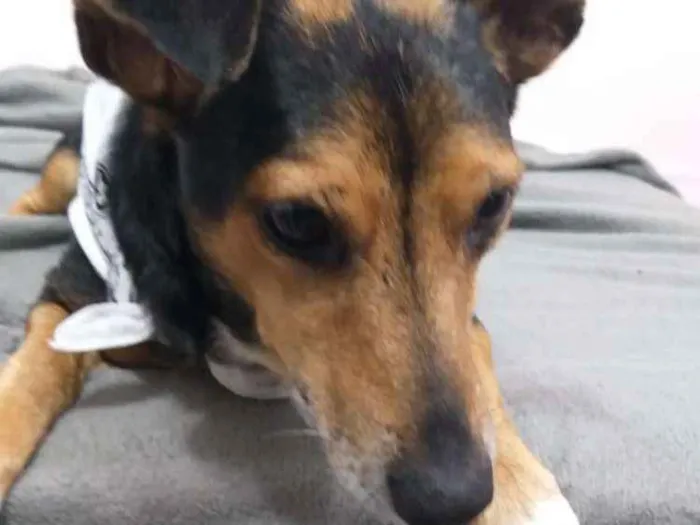 Cachorro ra a  idade 4 anos nome Bisnaguinha 