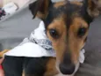 Bisnaguinha 