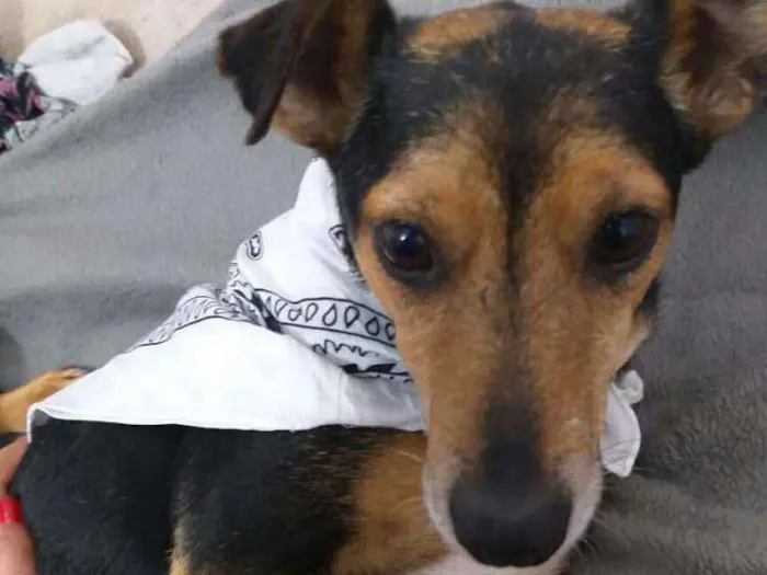 Cachorro ra a  idade 4 anos nome Bisnaguinha 