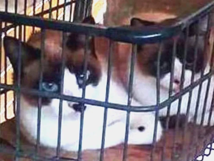 Gato ra a  idade 3 anos nome Fêmeas despejadas