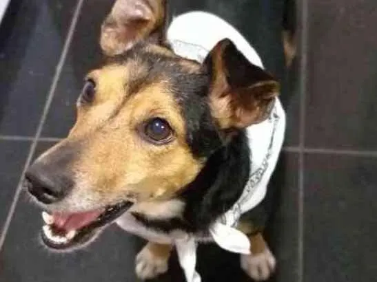 Cachorro ra a  idade 4 anos nome Bisnaguinha 