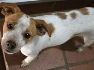 Cachorro raça Srd idade 2 a 6 meses nome Shayla