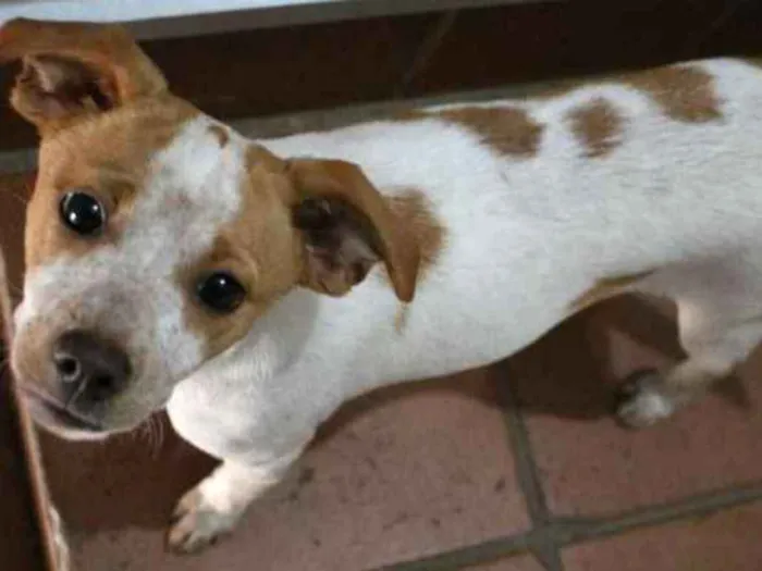 Cachorro ra a Srd idade 2 a 6 meses nome Shayla