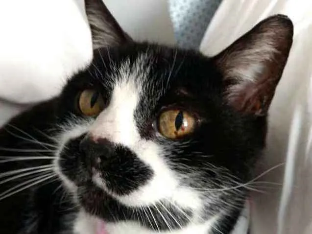 Gato ra a  idade 4 anos nome Luna 