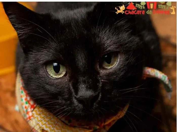 Gato raça SRD idade 1 ano nome GORDUCHA