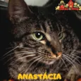 ANASTÁCIA 