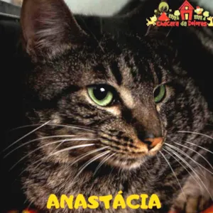 Gato raça SRD idade 1 ano nome ANASTÁCIA 