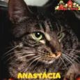 Gato raça SRD idade 1 ano nome ANASTÁCIA 