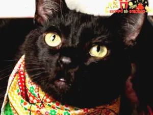 Gato raça SRD idade 1 ano nome CLARICE
