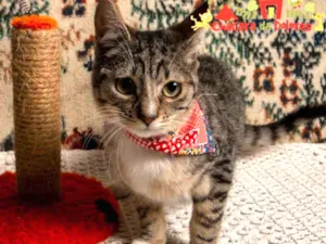 Gato raça SRD idade 2 a 6 meses nome ALEX MORGAN