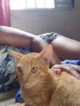 Tom tom