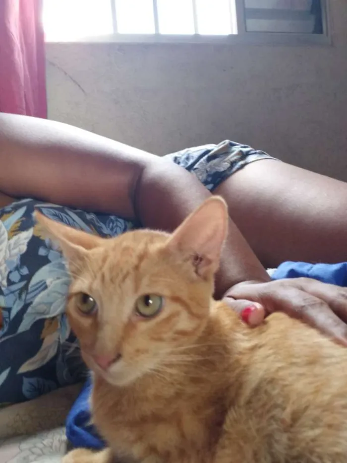 Gato ra a Vira lata idade 7 a 11 meses nome Tom tom